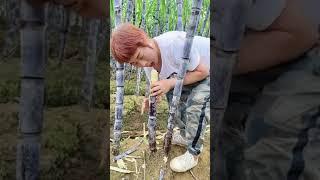 Farm Fresh Ninja Fruit | Tik Tok China | (Oddly Satisfying Fruit Ninja)