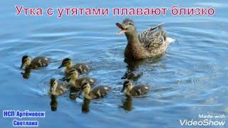 Славкурорт утята плавают очень близко ! Утка с утятами ! duck with ducklings !