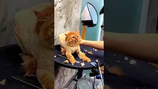 cute cats funny  #shorts #viral #cute #animals #trending #cat #youtubeshorts #shortsfeed