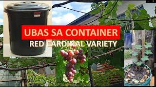 HOW TO GROW GRAPES IN CONTAINER vlog#1 | RED CARDINAL VARIETY