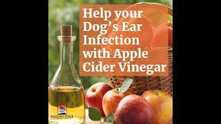 How to Clean Dog Ears and Prevent Infection, Marc Smith, DVM, MS