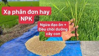 kỹ thuật bón nuôi chồi Biến Chồi Con Thành Chồi Hữu Hiệu, phun ngừa Đạo Ôn, Sâu Lá, Đều Chồi ĐÀITHƠM