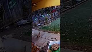 Bob Cat Vs Squirrel Vs Cat