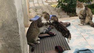 Cute kitten annoys his mom by attacking again and again.