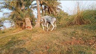 Krycie koni zimnokosh sokol //donkey Meating