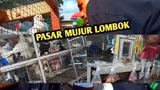 merpati lombok di pasar mujur 2021