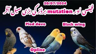 Sunday Birds Market Islamabad Mutation Birds or Fancy Birds ki bari Sale Offer @Islamabadpets345