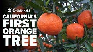 California's first orange tree | Bartell's Backroads