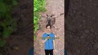 Beware the anteater #comedy #music #parody of #maneater by #nellyfurtado #00smusic