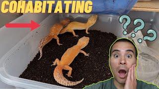 Cohabitating & Group Breeding | Leopard Gecko Care (2023)