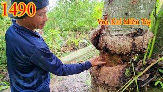 Vua Khỉ cưa cây Gòn bị c.hặt phần thân như thế nào ? (1/2) Cutting cotton trees