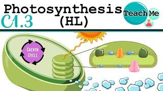 (C1.3) - Photosynthesis - IB Biology (HL)