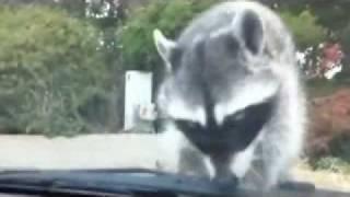 Raccoons Gone Wild!