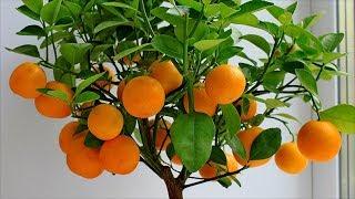 Мандариновое дерево. Как самому вырастить мандарин из косточки?