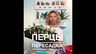 Дачные сезоны с Мариной Рыкалиной ПЕРЦЫ пересадка