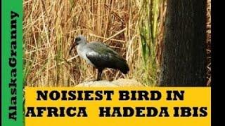 Loudest Bird In Africa Hadeda Ibis