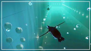 All DIVING animals aquatics race | Planet Zoo