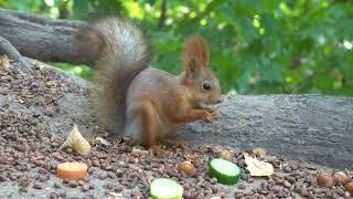 О белках и блогерах / About squirrels and bloggers