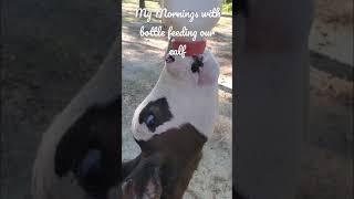 Morning bottle feeding routine with our calf Muhkuh | Hidden Oaks Homestead