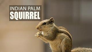 The habitat of Indian Palm Squirrel