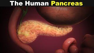 Human Pancreas 3D Animation | Structure, Function And Diseases (Urdu/Hindi)