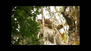 fossa mating.wmv