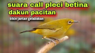 Pleci Betina Memanggil Jantan,Bikin Pleci Jantan Ngalas Nembak Ngotot