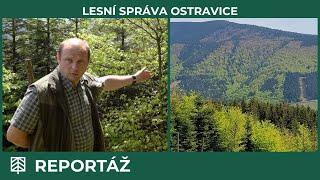 Lesní správa Ostravice: lesnické hospodaření v srdci Beskyd