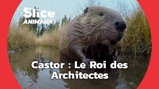 Comment les castors construisent-ils leur barrage ? I SLICE Animaux