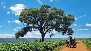 Viagem Rio de Janeiro x Paraná e Santa Catarina - Skank - Vamos fugir