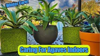 Caring for Agave Plants Indoors!  || Overwintering Your Agave