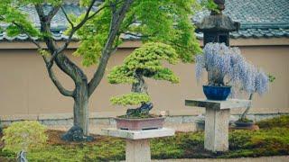 In Praise of Shadows - How Darkness Impacts Bonsai Aesthetics