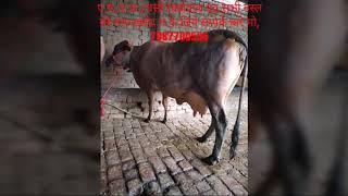 Sonu dery and cow supplier Bilaspur Chhattisgarh