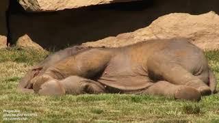 Слониха просит сотрудников разбудить слонёнка