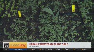 Urban Farmstead Plant Sale, 7am