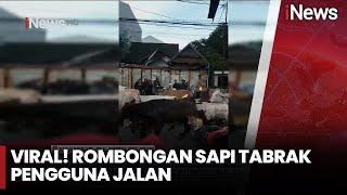 [FULL] VIRAL! Rombongan Sapi Tabrak Pengguna Jalan - iNews Siang, Sabtu, 28 Desember 2024