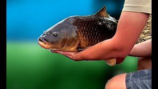 How to Catch Carp with a Triple Swivel Rig -- Cheapest way to catch big fish!