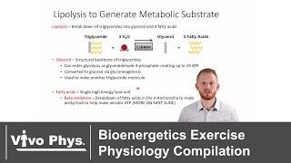 Bioenergetics Exercise Physiology Compilation