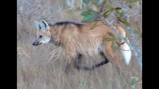 Maned Wolves:  Wildlife of the Cerrado, Brazil - 2021