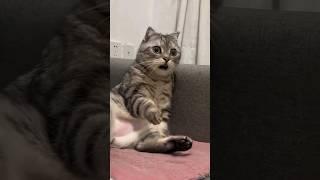 #72 Funniest Cats And Dogs videos  #funny #animals #cuteanimals