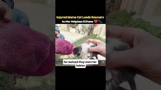 "Injured Mama Cat Leads Rescuers to Her Helpless Kittens ️"