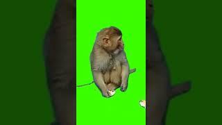 monkey green screen effect