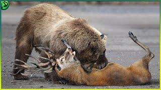 11 Brutal Polar Bear and Grizzly Bear Attacks