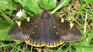 Top Rarity: Extremely rare Saturniidae - Smoky Emperor Moth (Paradirphia fumosa) facts