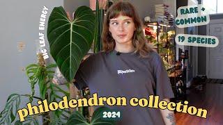  ranking ALL of my philodendron!!  19 species, rare + common!