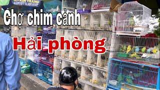 Chợ Chim Cảnh Lớn Nhất Hải Phòng || Cầm Ngư Thôn