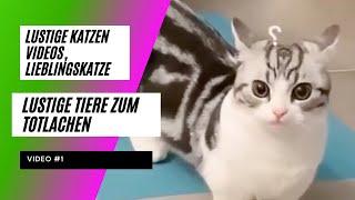 Lustige Katzen Videos, Lieblingskatze/ Baby Katzen #1