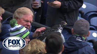 Huge Bird Lands On Fan's Head At Seattle Seahawks Game