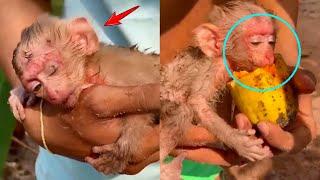 Baby Monkey Abandoned By Mother Monkey Almost Starved To Death, Lucky To Be Saved And Fed By A Man