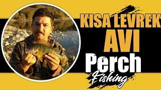 Balık avı Amerikan Levreği (kısa levrek) Perch fishing